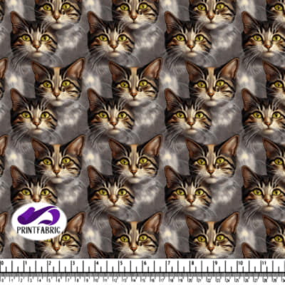 Chats aux Yeux Jaunes