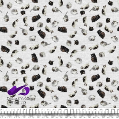 Chat - Mademoiselle sur Texture Blanche