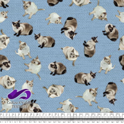 Chat siamois - Ciel bleu clair