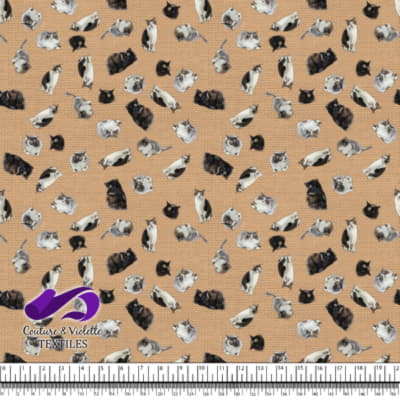 Chat - Mademoiselle sur la texture de brume désertique