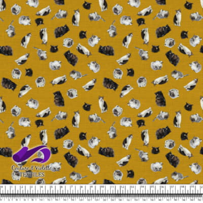 Chat - Mademoiselle sur Texture Blanche